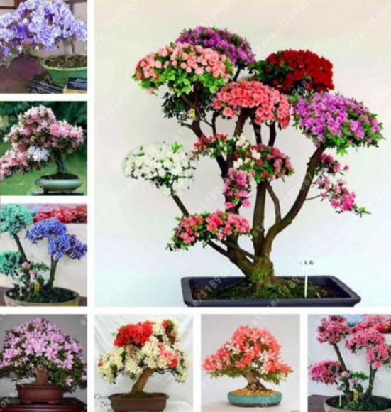 กุหลาบพันปีบอนไซ (Azalea) คละ / 100 เม็ด