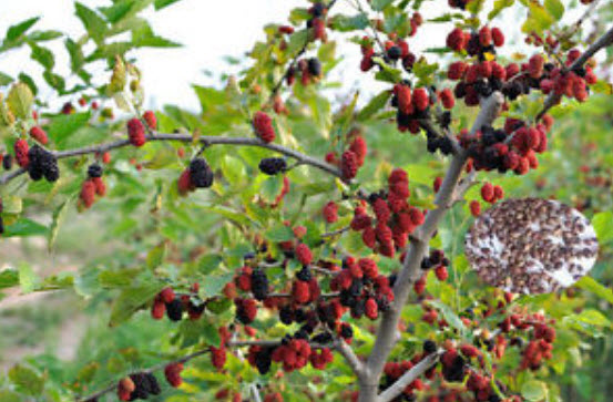 หม่อน (Mulberry) 3 สี / 100 เม็ด (นอก)