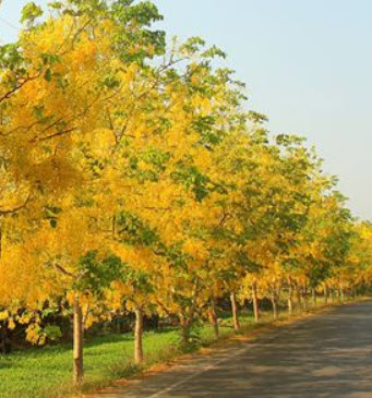 ราชพฤกษ์ หรือคูน เหลือง / 10 เม็ด