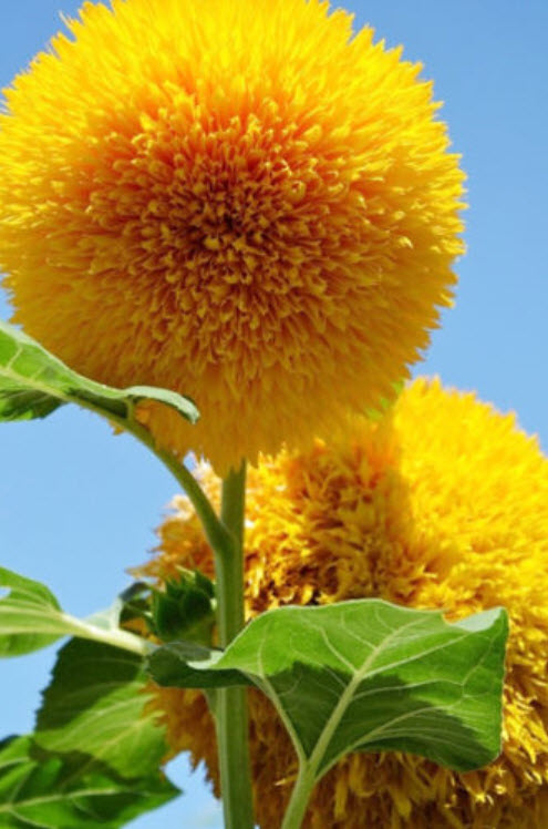 ทานตะวันเท็ดดี้แบร์ (Teddy Bear sunflower) / ซอง 20 เม็ด (A023)