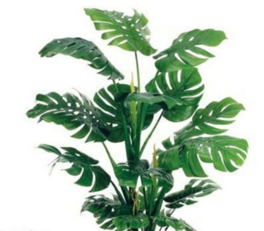 ฟิโลเดนดรอน (Philodendron bonsai) คละ / 50 เม็ด