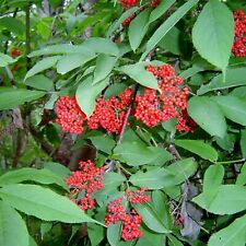 อัลเดอร์เบอรี่แดง (Red Elderberry) / 25 เม็ด (Lithuania)