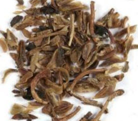 เหลี่ยงเคี้ยว (Weeping Forsythia) บอนไซ / 25 เม็ด (France)