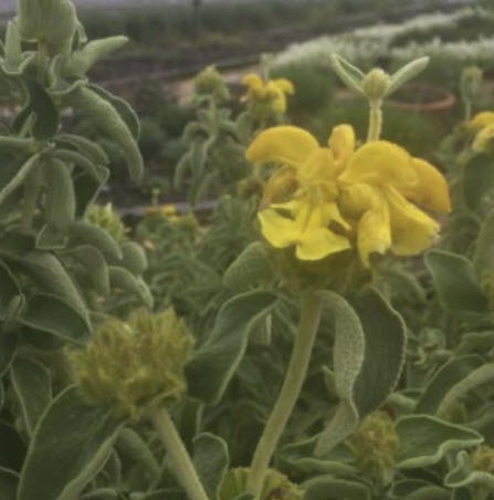 เยรูซาเล็ม เสจ (Jerusalem sage / Phlomis fruticosa) / 10 เม็ด (NZ)