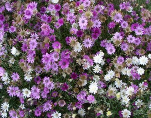 อิมมอร์เทล (Immortelle / Xeranthemum annuum) คละ / 850 เม็ด (Poland)