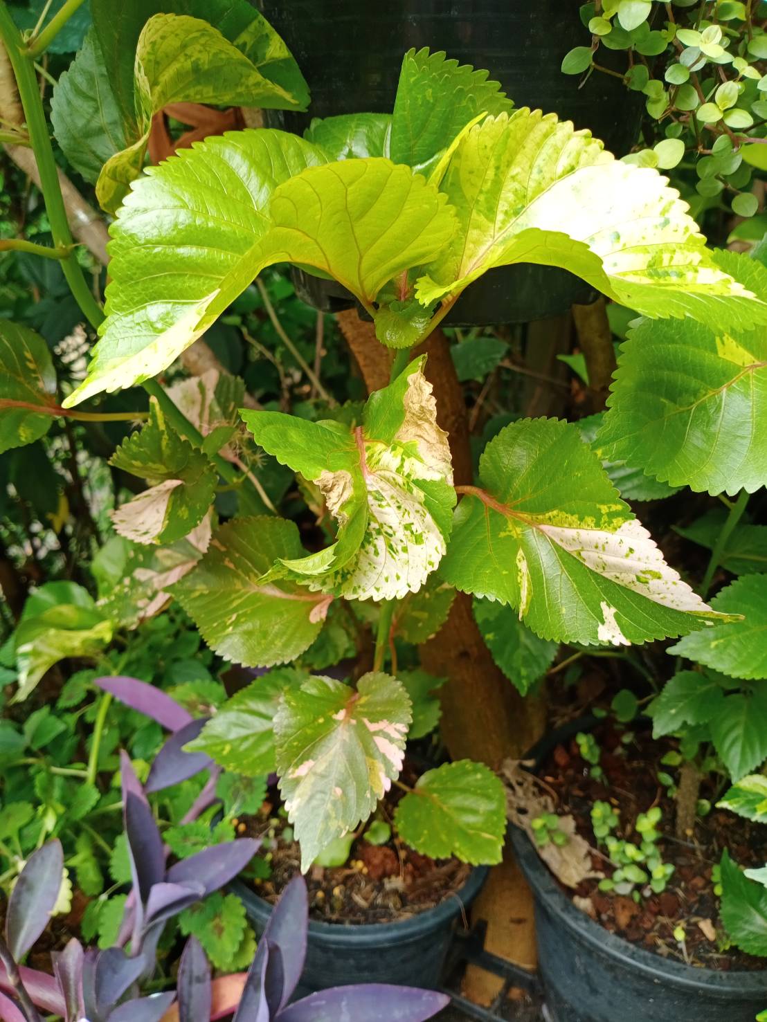 ต้นหูปลาช่อน หรือต้นไม้ 7 สี กระถาง 8 นิ้ว