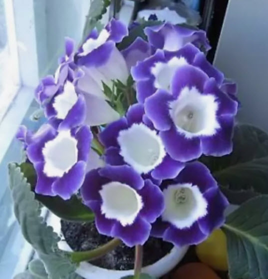 กล็อกซีเนีย (Gloxinia) คละ / 100 เม็ด (นอก)