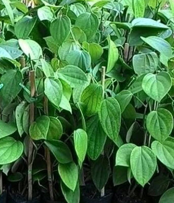 ต้นพริกไทยซีลอน (M) / ต้น