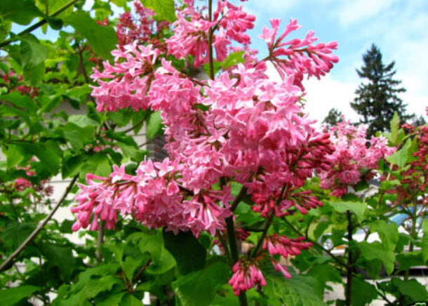 เฟร้นช์ ไลแลค (French Lilac) / 20 เม็ด (UK)