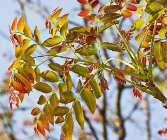 สะเดาช้าง (Pink Cedar Tree) / 15 เม็ด (France)