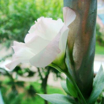 ไลซิแอนธัส (Lisianthus) สีขาวแซมแดง / 100 เม็ด