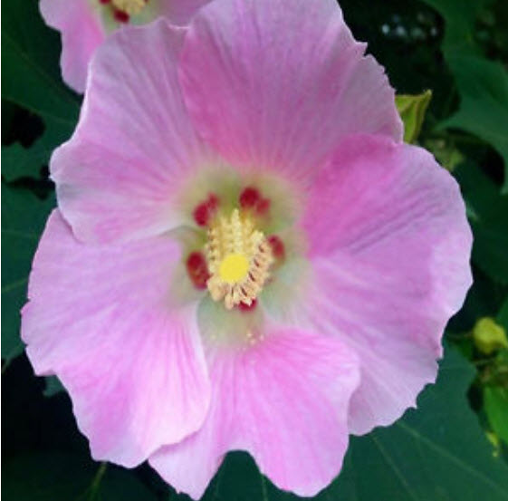 ชบาดอกยักษ์ (Giant Hibiscus) คละสี / 100 เม็ด (นอก)