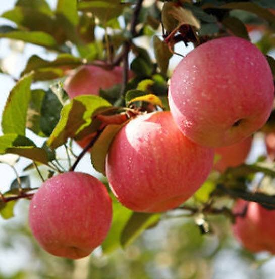 แอปเปิ้ล (Apple) คละสี / 50 ชิ้น (S018)