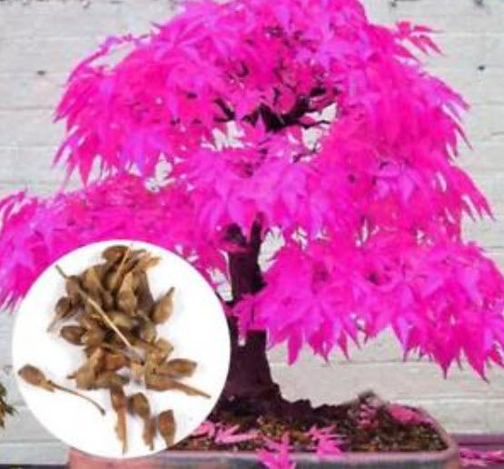 เมเปิ้ลบอนไซ (Maple Bonsai) สีแดงกุหลาบ / 20 เม็ด