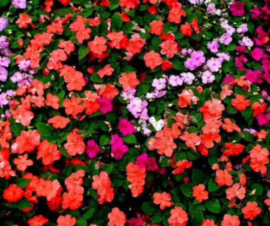 เทียนฝรั่ง (Busy Lizzy Uollera) คละ / 300 เม็ด (Ukraine)