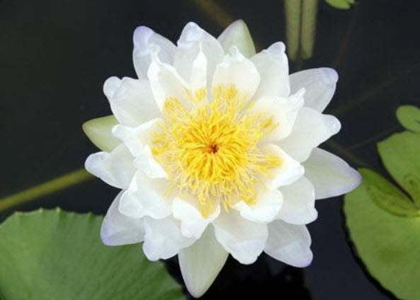 บัวไจกันเตีย (Jigantia) สีขาว / 100 เม็ด