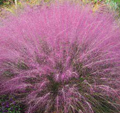 หญ้ามูลี่ สีชมพู (Pink Muhly Grass) / 50 เม็ด (France)*