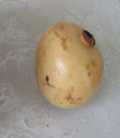 ทับทิมหวาน (Sweet Pomegranate) / 10 เม็ด (UK)