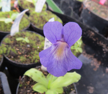 พิงกุย (Pinguicula) ดอกสีม่วง / 5 เม็ด (Spain)