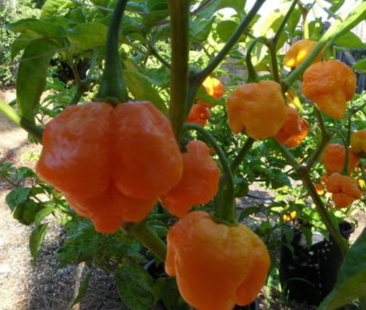 พริก Trinidad Moruga Scorpion เหลือง / 10 เม็ด (Zerbia)