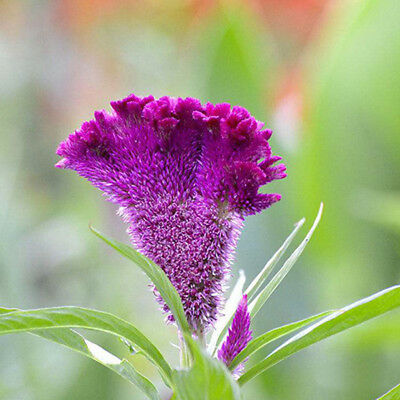 หงอนไก่ (Cockscomb) ดอกใหญ่ คละ / 100 เม็ด (China)