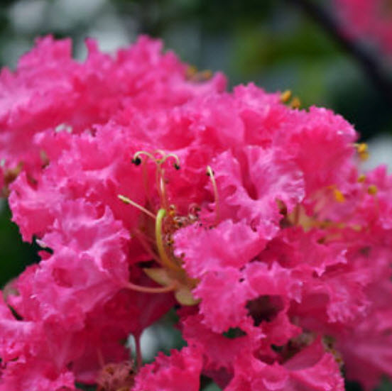 เมล็ดยี่เข่ง คละสี / 10 เม็ด (China)