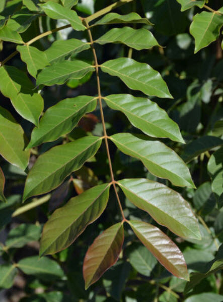 สะเดาช้าง (Pink Cedar Tree) / 15 เม็ด (France)