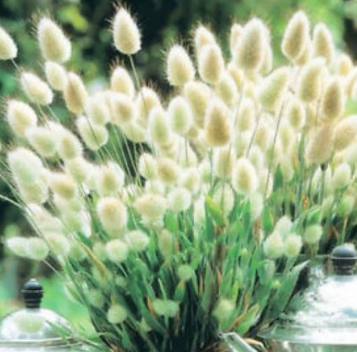 หญ้าหางกระต่าย (Rabbit Tail grass) คละ / 200 เม็ด (นอก)