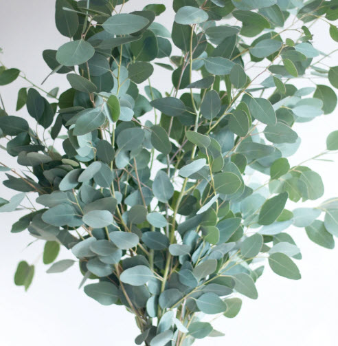 ยูคาลิปตัส ซิลเวอร์ ดอลลาร์ (Euca Silver Dollar) / 25 เม็ด (USA)*