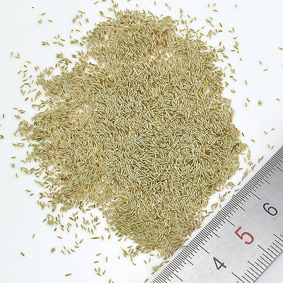 หญ้าภูเขา (Pampas Grass) สีฟ้า / 400 เม็ด*