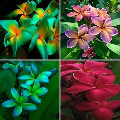 ลีลาวดี (Plumeria) คละ 4 สี / 25 เม็ด (นอก)