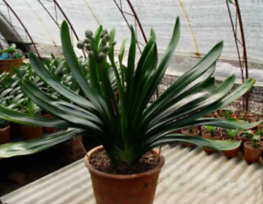 คลีเวีย (Clivia) แดง-เขียว / 5 เม็ด (สีใหม่)