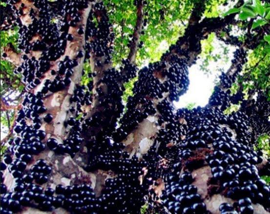 องุ่นบราซิล (Jaboticaba) ผลดำ / 25 เม็ด