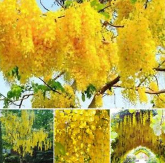 วิสทีเรียต้น (Wisteria tree) สีเหลืองทอง / 10 เม็ด (หายาก)
