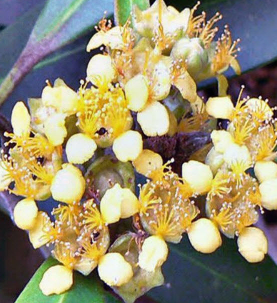 คานูก้า (Kanooka) / 50 เม็ด (Australia)