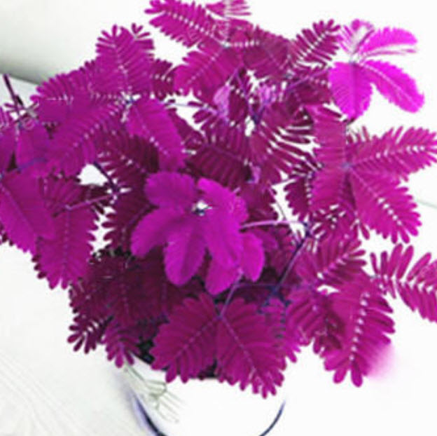 ไมยราบ (Sensitive plant) ใบสีแดง / 15 เม็ด (นอก)