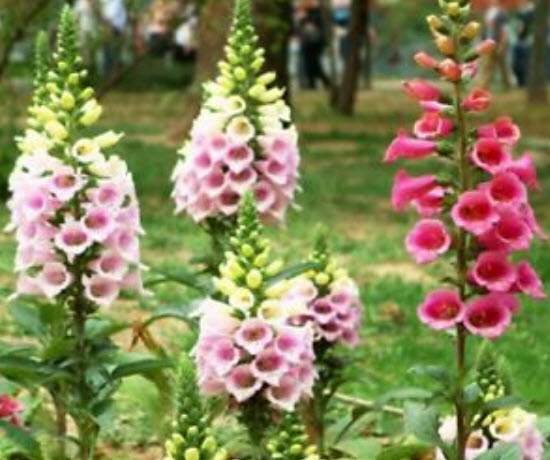 ดิจิทาลิส (Digitalis) คละ / ซอง 50 เม็ด (A124)