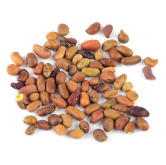 สโนว์ ฟิวเซีย (Snow Fuchsia) / 50 เม็ด