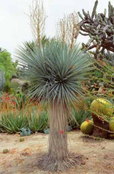 ยุคก้าสีฟ้า (Blue Yucca) / 5 เม็ด (Portugal) *