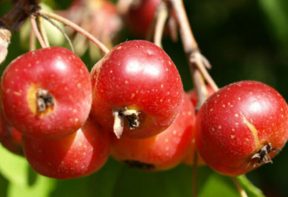 แอปเปิ้ล ไซบีเรียน เชอรี่ (Siberian Cherry Apple) / 8 เม็ด (France)
