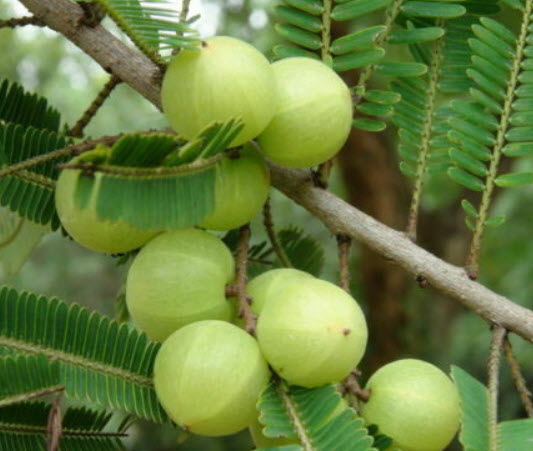 มะขามป้อม (Indian Gooseberry) / 15 เม็ด (India)