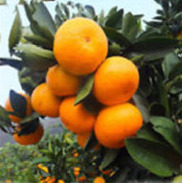 ส้มแมนดาริน (Mandarin orange) / 15 เม็ด