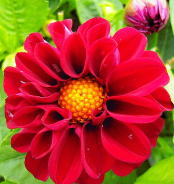 รักเร่ (Dahlia) สีแดง / ซอง 50 เม็ด (A272)