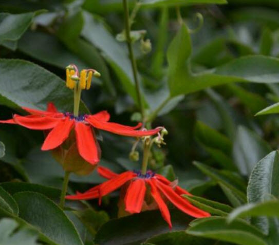 ศรีมาลา (Passion Flower) แดง / 5 เม็ด (Portugal)