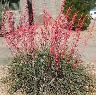 ยุกคา สีแดง (Red Yucca) / 10 เม็ด (นอก)