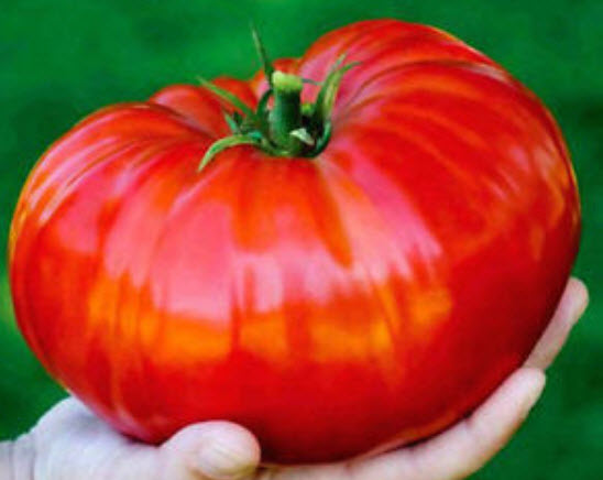 มะเขือเทศยักษ์ (Russian Tomato) / 100 เม็ด (Ukrane)