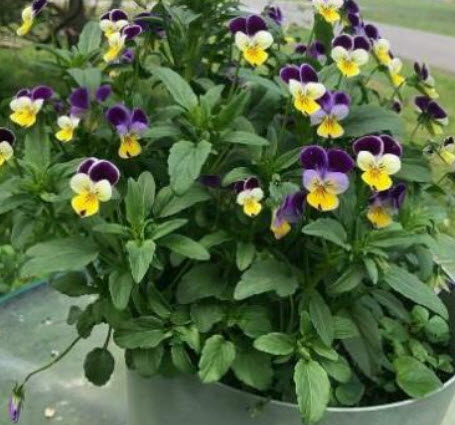 ไวโอลา หรือหน้าแมวจิ๋ว (Viola) คละ / 200 เม็ด (Portugal)