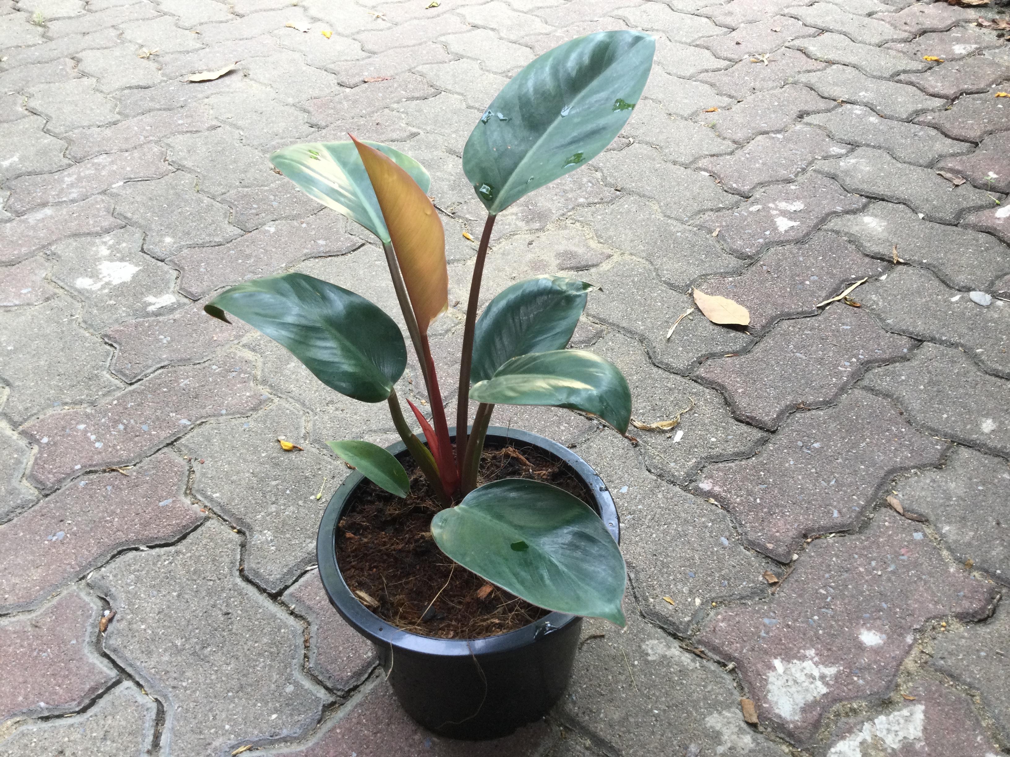ฟิโล เรด คองโก (Red Congo Philo) กระถาง 8 นิ้ว