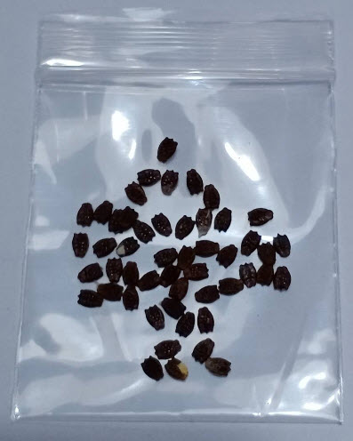 กะทกรก ตำลึงฝรั่ง หญ้ารกช้าง / 50 เม็ด