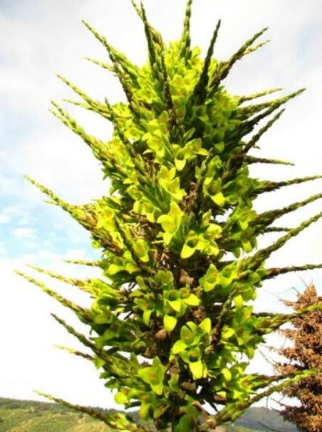 พูย่า ชิเลนซิส (Puya chilensis) / 10 เม็ด (France) *